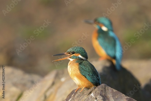 Wallpaper Mural Female Kingfisher (Alcedo atthis) on stone, morning light, in the background the male, Hesse, Germany, Europe Torontodigital.ca