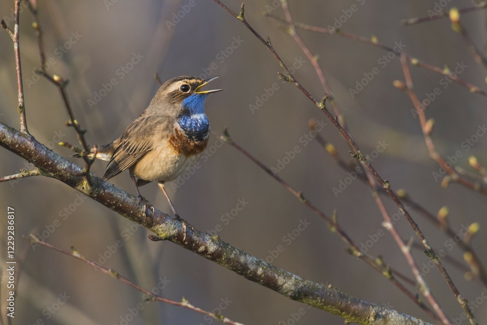 Naklejka premium Bluethroat (Luscinia svecica), singing on a branch in spring, Emsland, Lower Saxony, Germany, Europe