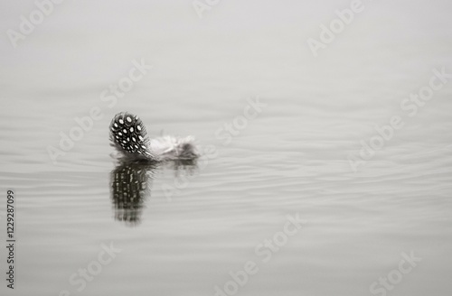 Feather of the Helmeted guineafowl (Numida meleagris) floats on the water surface, Mashatu Game Reserve, Tuli Block, Botswana, Africa photo