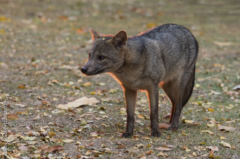 Crab-eating Fox (Cerdocyon thous), Pantanal, Mato Grosso, Brazil, South America Crab-eating Fox (Cerdocyon thous), Pantanal, Mato Grosso, Brazil, South America