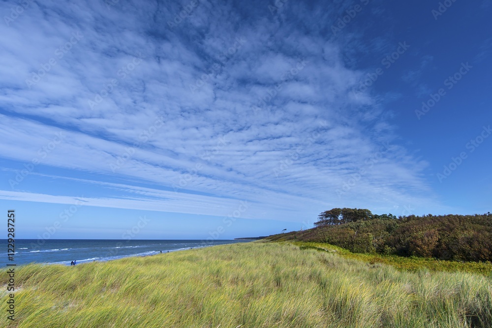 Fototapeta premium Marram Grass at Weststrand, Ahrenshoop, Darß, Mecklenburg-Western Pomerania, Germany, Europe