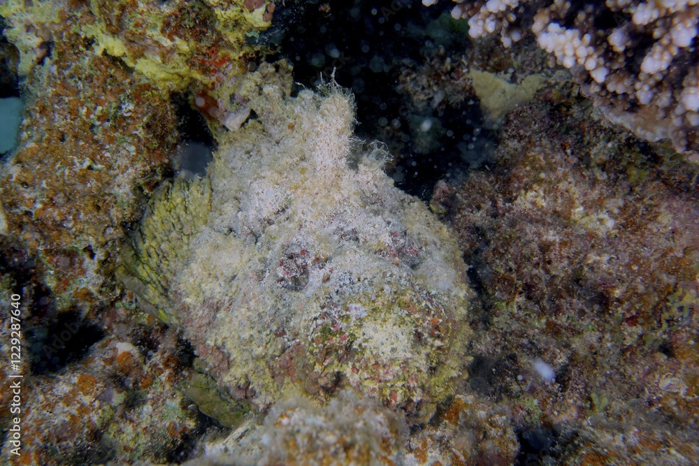 Reef stonefish (Synanceia verrucosa), Dive site House reef, Mangrove Bay, El Quesir, Egypt, Red Sea, Africa Reef stonefish (Synanceia verrucosa), Dive site House reef, Mangrove Bay, El Quesir, Egypt, Red Sea, Africa