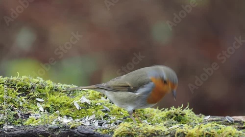 Rotkehlchen (Erithacus rubecula)    