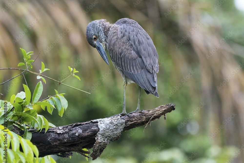 Naklejka premium Young crab heron (Nyctanassa violacea) sitting on tree, Tortuguero National Park, Limon Province, Costa Rica, Central America