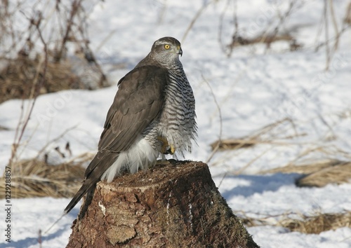 Goshawk (Accipiter gentilis) in winter, perched on one foot photo