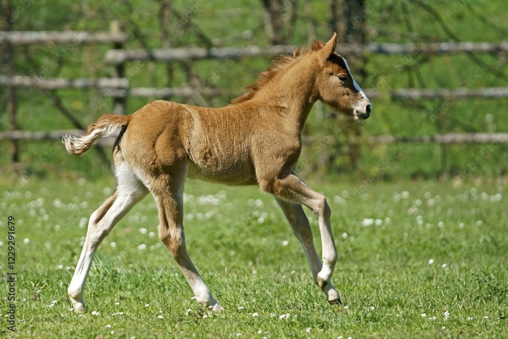 Domestic horse, foal runs on pasture, Germany, Europe Domestic horse, foal runs on pasture, Germany, Europe