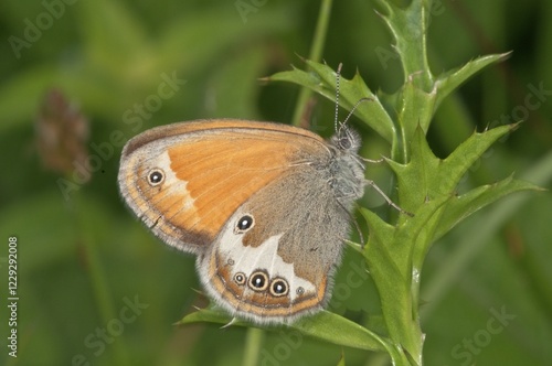 Pearly Heath (Coenonympha Arcania) at rest, Baden-Württemberg, Germany, Europe photo