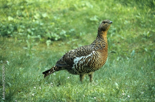 Capercaillie or Wood Grouse or Western Capercaillie (Tetrao urogallus), bird photo