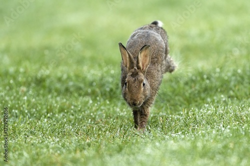 European rabbit (Oryctolagus cuniculus) runs in wet meadow, Lower Rhine, North Rhine-Westphalia, Germany, Europe photo