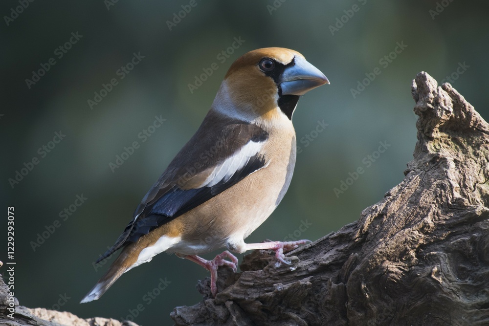 Naklejka premium Hawfinch (Coccothraustes coccothraustes), sits on deadwood, Emsland, Lower Saxony, Germany, Europe