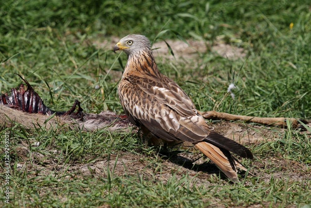 Red Kite (Milvus milvus) on a deers cadaver Red Kite (Milvus milvus) on a deers cadaver