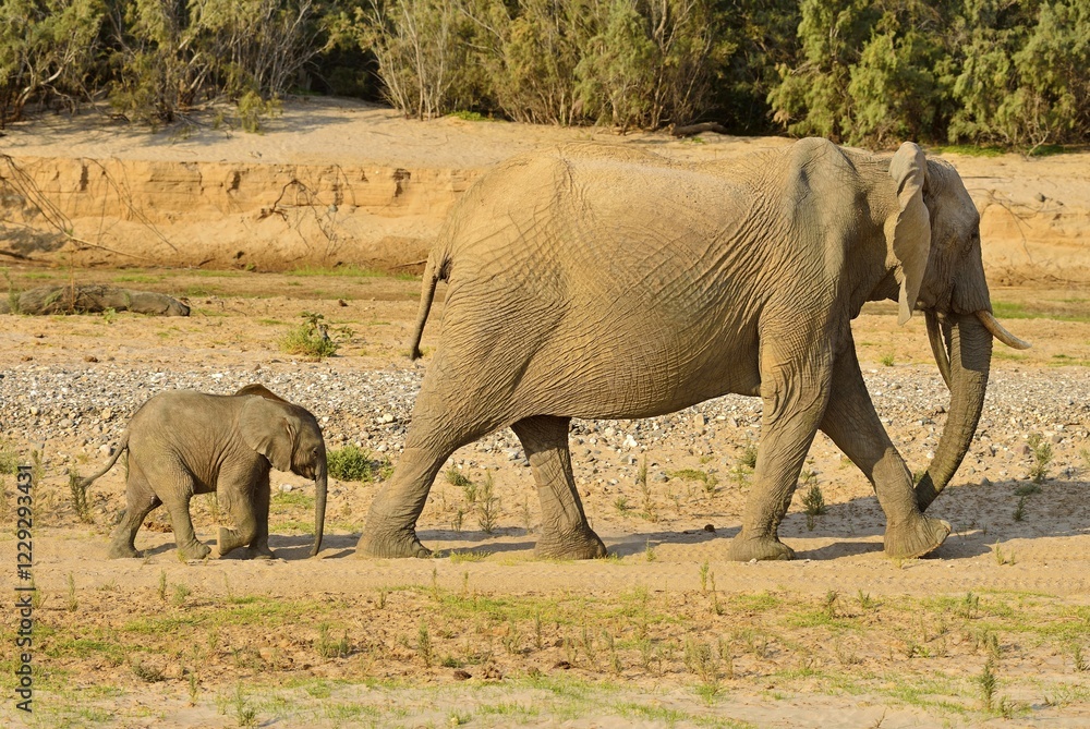 Fototapeta premium Namibian Desert elephants (Loxodonta africana), cow and calf walking, Hoarusib River, Namib Desert, Kaokoland, Kaokoveld, Kunene Province, Namibia, Africa