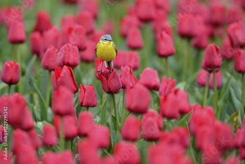 Yellow wagtail (Motacilla flava) in flower field of red tulips, Texel, North Holland, Netherlands photo