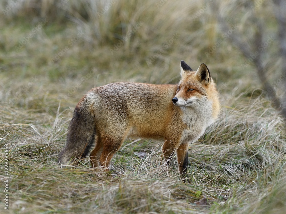 Red fox (Vulpes vulpes), standing and looking backwards, Waterleidingduinen, North Holland, Netherlands Red fox (Vulpes vulpes), standing and looking backwards, Waterleidingduinen, North Holland, Netherlands