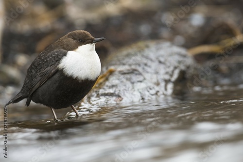 White-throated Dipper (Cinclus cinclus) sits on stone in a stream, Emsland, Lower Saxony, Germany, Europe