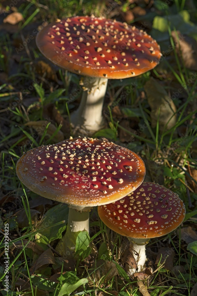 Fototapeta premium Fly agarics (Amanita muscaria) on forest soil, Bavaria, Germany, Europe