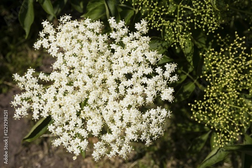 Elder (Sambucus), inflorescence, Lower Saxony, Germany, Europe photo