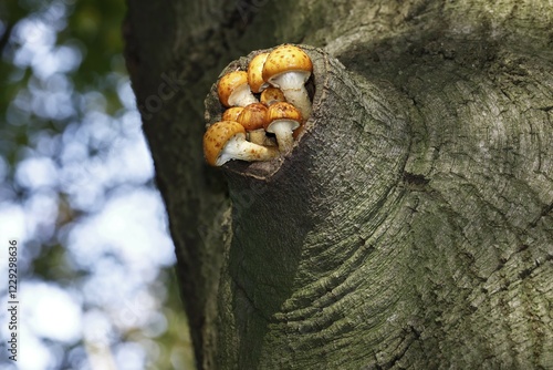 Golden Scalycap (Pholiota aurivella) on a knothole of an old Common beech (Fagus sylvatica), Schleswig-Holstein, Germany, Europe photo