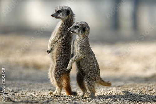 Fotografi Two Meerkat (Suricata suricatta), old and young animal, attentive, captive
