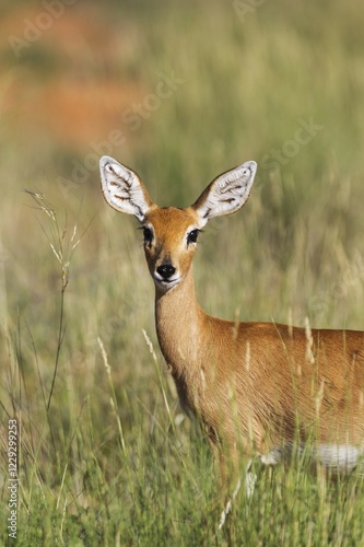 Steenbok (Raphicerus campestris), female, Kalahari Desert, Kgalagadi Transfrontier Park, South Africa, Africa photo