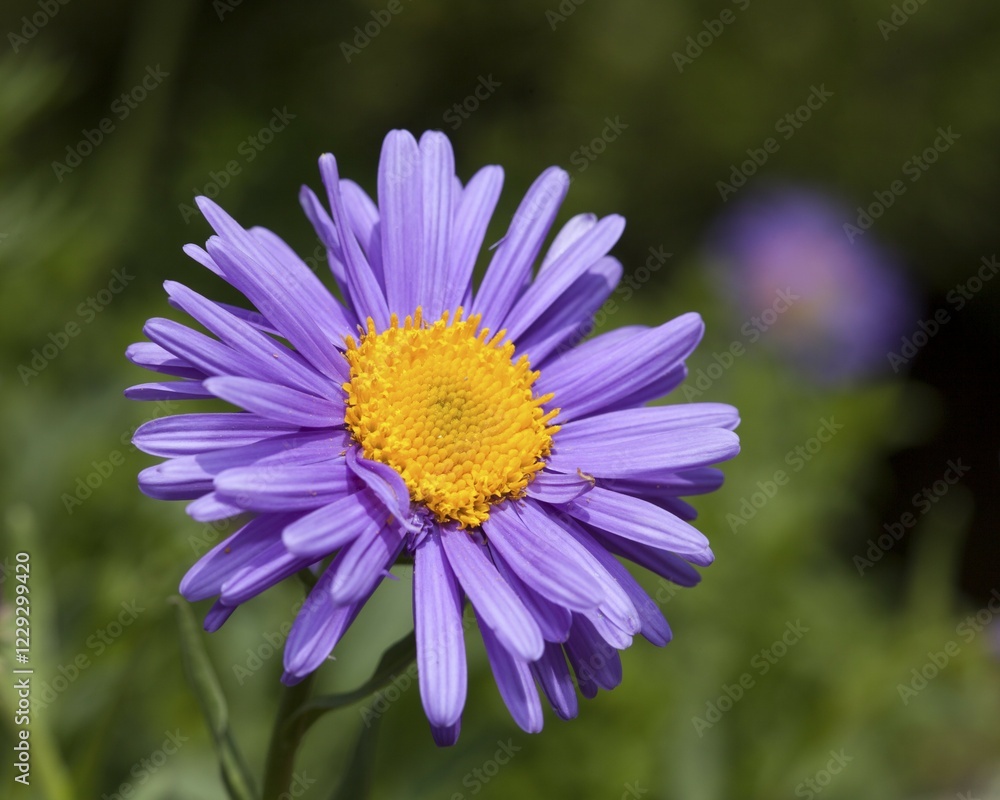 Alpine Aster (Aster alpinus), prevalent in the Alps, Pyrenees, Tatra Alpine Aster (Aster alpinus), prevalent in the Alps, Pyrenees, Tatra