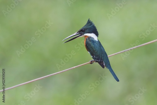 Green Kingfisher (Chloroceryle americana), Pantanal, Mato Grosso, Brazil, South America photo