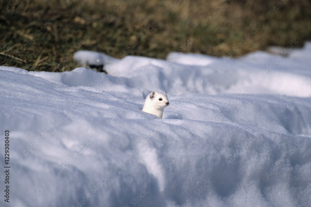 Ermine or Stoat or Short-tailed Weasel (Mustela erminea) in its winter coat in the snow Ermine or Stoat or Short-tailed Weasel (Mustela erminea) in its winter coat in the snow