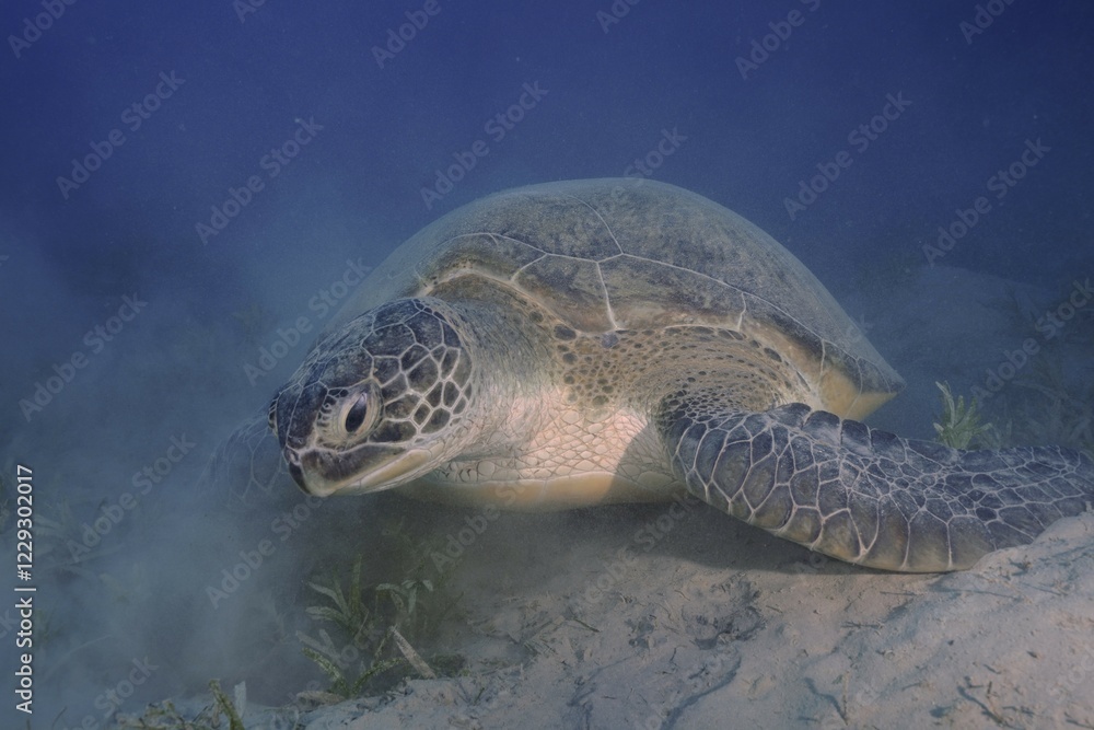 Obraz premium Green turtle (Chelonia mydas) eating seaweed, stirring up sand, Marsa Shona reef dive site, Egypt, Red Sea, Africa