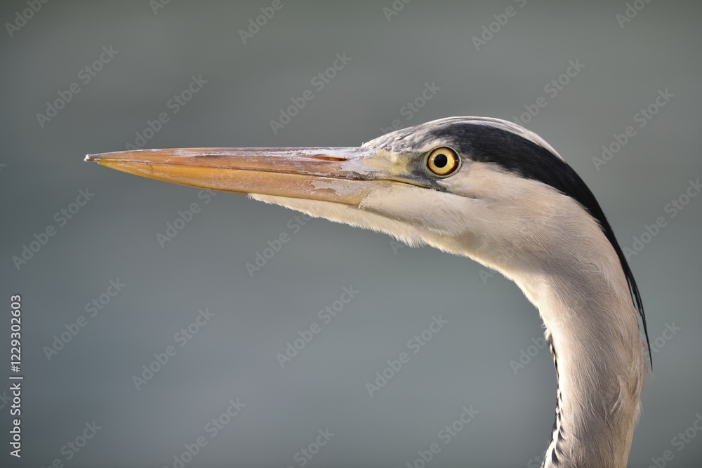 Grey Heron (Ardea cinerea), portrait, Baden-Württemberg, Germany, Europe Grey Heron (Ardea cinerea), portrait, Baden-Württemberg, Germany, Europe