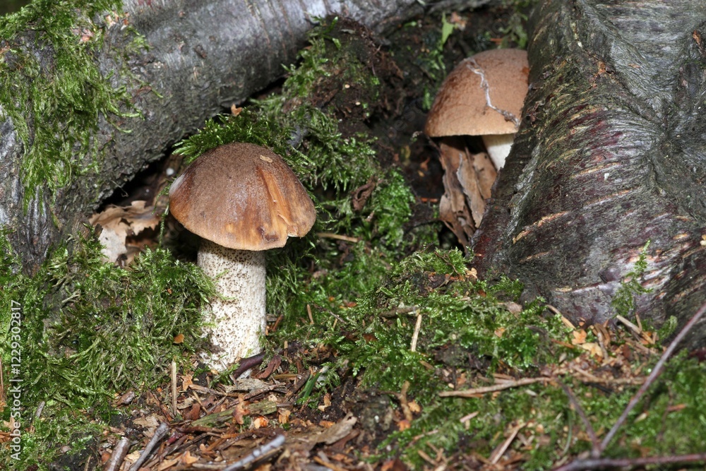 Fototapeta premium Birch Bolete (Leccinum scabrum) at the roots of a birch tree, Allgaeu, Bavaria, Germany, Europe