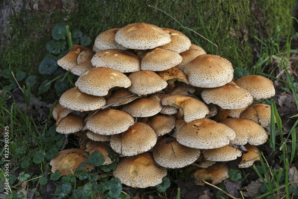 Shaggy scalycap (Pholiota squarrosa), Schleswig-Holstein, Germany, Europe Shaggy scalycap (Pholiota squarrosa), Schleswig-Holstein, Germany, Europe