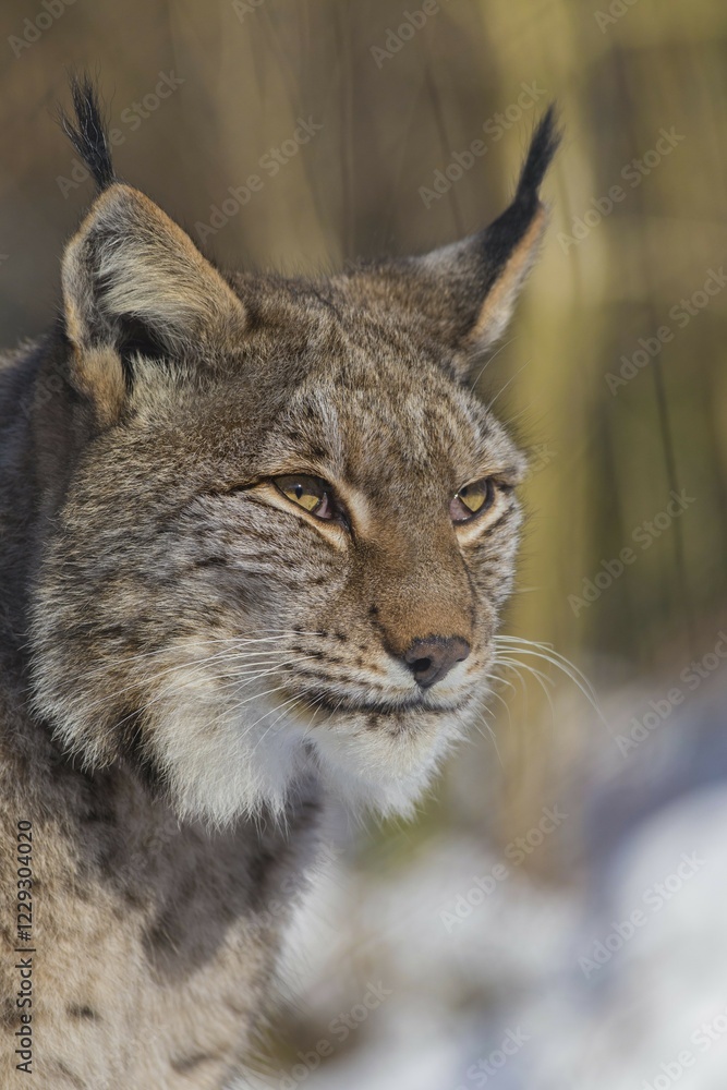 Eurasian lynx (Lynx lynx), portrait, captive, North Rhine-Westphalia, Germany, Europe Eurasian lynx (Lynx lynx), portrait, captive, North Rhine-Westphalia, Germany, Europe