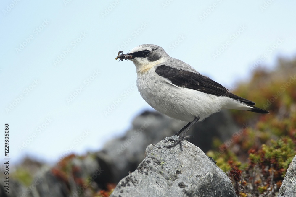 Naklejka premium Northern wheatear (Oenanthe oenanthe), male with food, tundra, Lapland, Norway, Europe