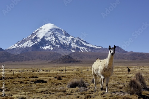 Quadro su tela Llama (Lama glama) in front of Nevado Sajama volcano, Sajama National Park, Boli