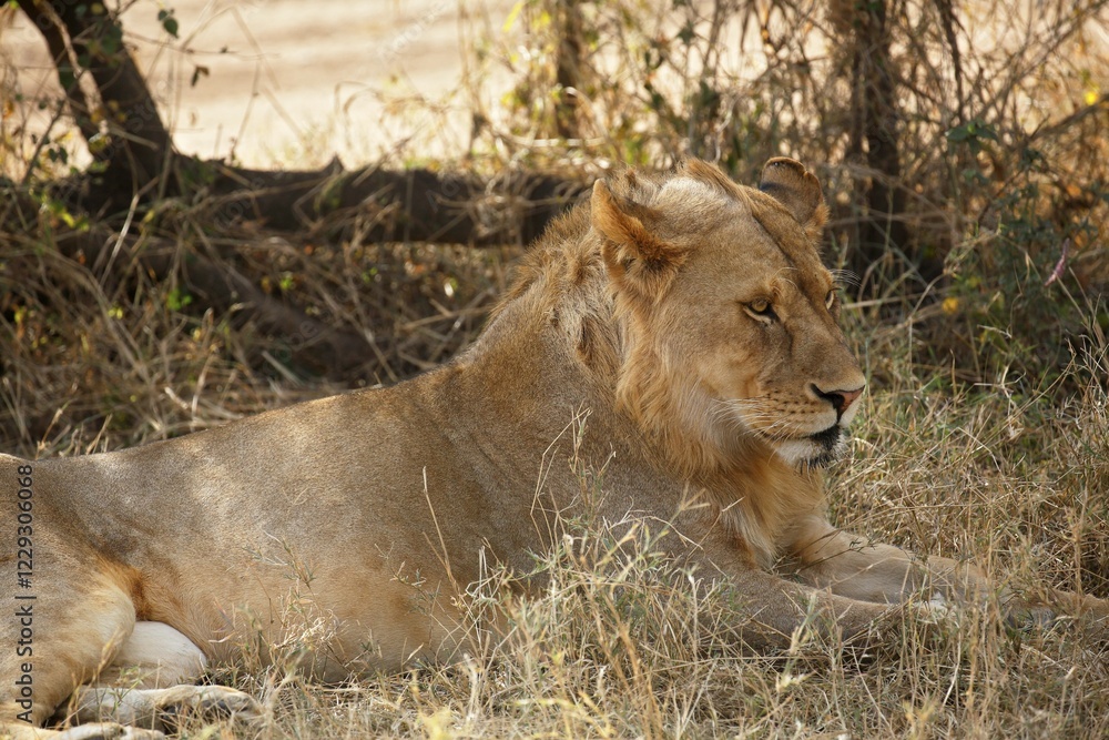 Fototapeta premium African lion (Panthera leo), young male resting in shade in midday heat, Serengeti National Park, Tanzania, Africa