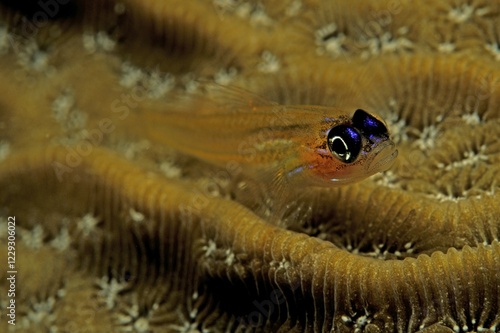 Peppermint Goby (Coryphopterus lipernes), Curacao, Caribbean, Netherlands Antilles, South America photo