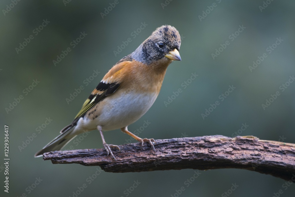 Brambling (Fringilla montifringilla), male, sitting on branch, Emsland, Lower Saxony, Germany, Europe Brambling (Fringilla montifringilla), male, sitting on branch, Emsland, Lower Saxony, Germany, Europe