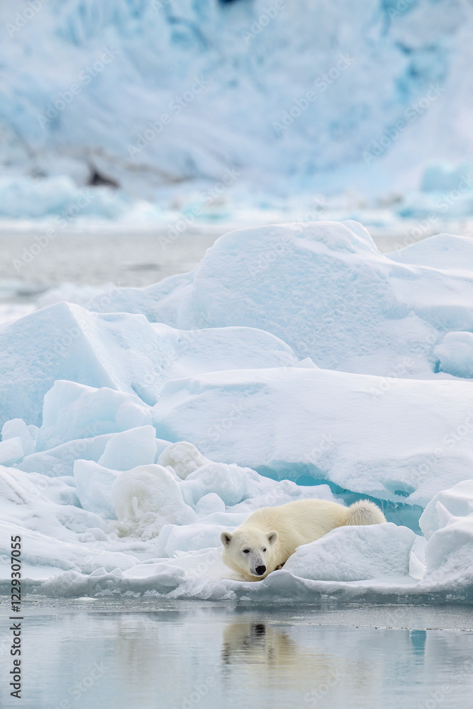 Male polar bear (Ursus maritimus) on ice