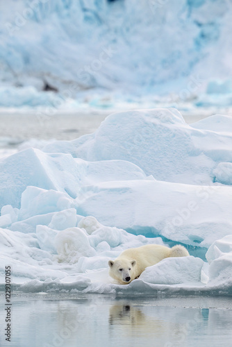 Obraz na płótnie Male polar bear (Ursus maritimus) on ice w salonie