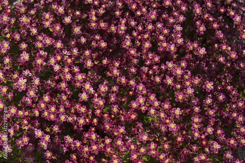 Bild auf Leinwand Saxifrage (Saxifraga × arendsii), variety Purple Robe, Bavaria, Germany, Europe
