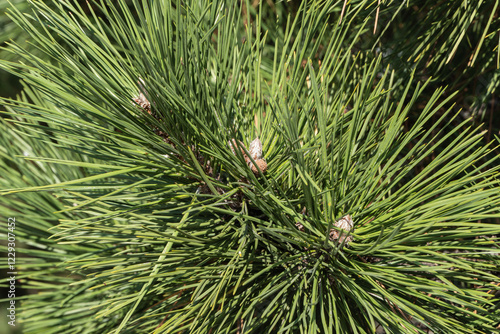 Branch of Austrian pine (Pinus ‘Nigra’) or black pine with beautiful long green needles is decoration. Long green needles close-up. Original texture of natural greenery. photo