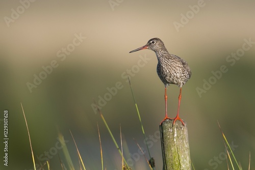 Tableau sur toile Common redshank (Tringa totanus), stands on a stake, Emsland, Lower Saxony, Germ
