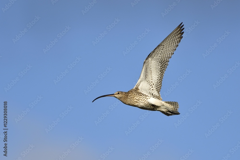 Fototapeta premium Eurasian curlew (Numenius arquata) flying, Texel, West Frisian Islands, Province of North Holland, The Netherlands, Europe