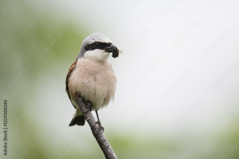 Naklejka premium Red-backed shrike (Lanius collurio), male, sits with prey in beak on branch, Emsland, Lower Saxony, Germany, Europe