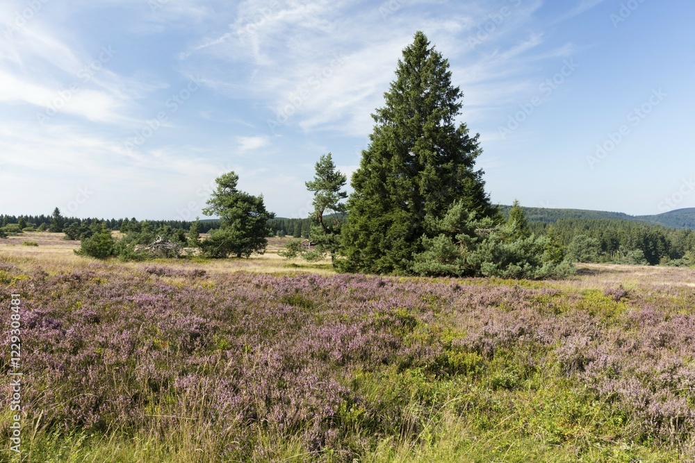 Fototapeta premium Flowering high heathland, Niedersfelder Hochheide, Nature reserve, Willingen, Sauerland, Rothaargebirge, Hesse, Germany, Europe