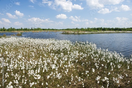 Fotografie Cotton grass in moor (Eriophorum angustifolium), Emsland, Lower Saxony, Germany,