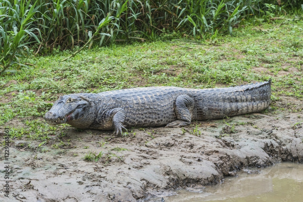Yacare Caiman (Caiman yacare) resting on a riverbank, Cuiaba river, Pantanal, Brazil, South America Yacare Caiman (Caiman yacare) resting on a riverbank, Cuiaba river, Pantanal, Brazil, South America
