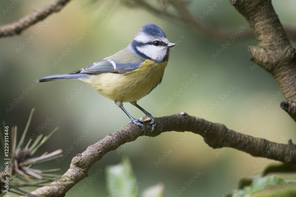 Obraz premium Blue Tit (Parus caeruleus) sitting on branch, Lower Saxony, Germany, Europe