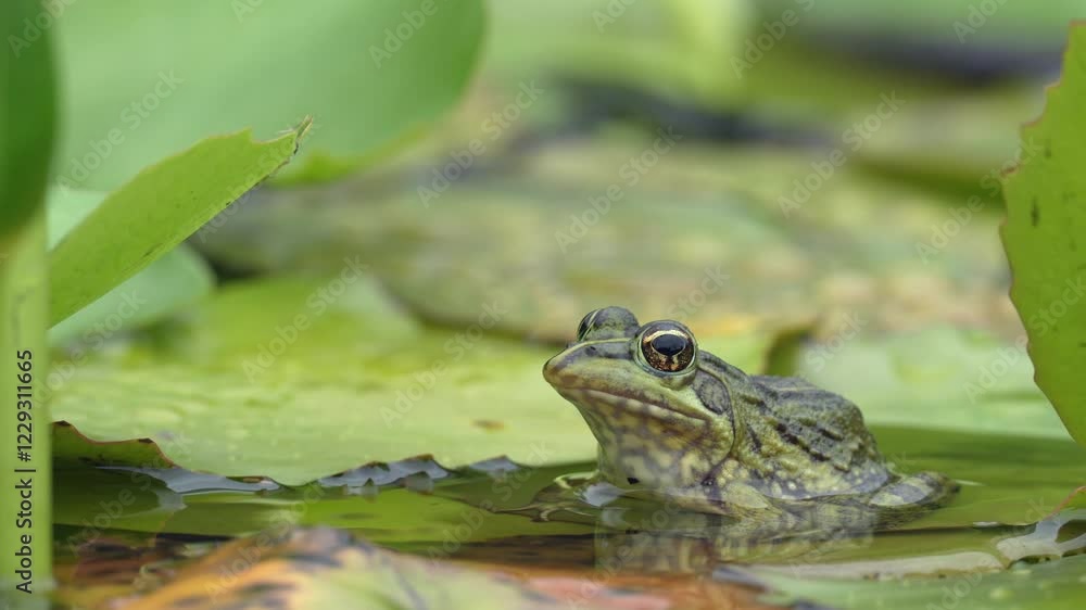 Clicking stream frog (Strongylopus grayii) and blue water lily (Nymphaea nouchali) at Harold Porter Botanical Garden. Betty's (Bettys) Bay. Whale Coast. Overberg. Western Cape, South Africa. Clicking stream frog (Strongylopus grayii) and blue water lily (Nymphaea nouchali) at Harold Porter Botanical Garden. Betty's (Bettys) Bay. Whale Coast. Overberg. Western Cape, South Africa.