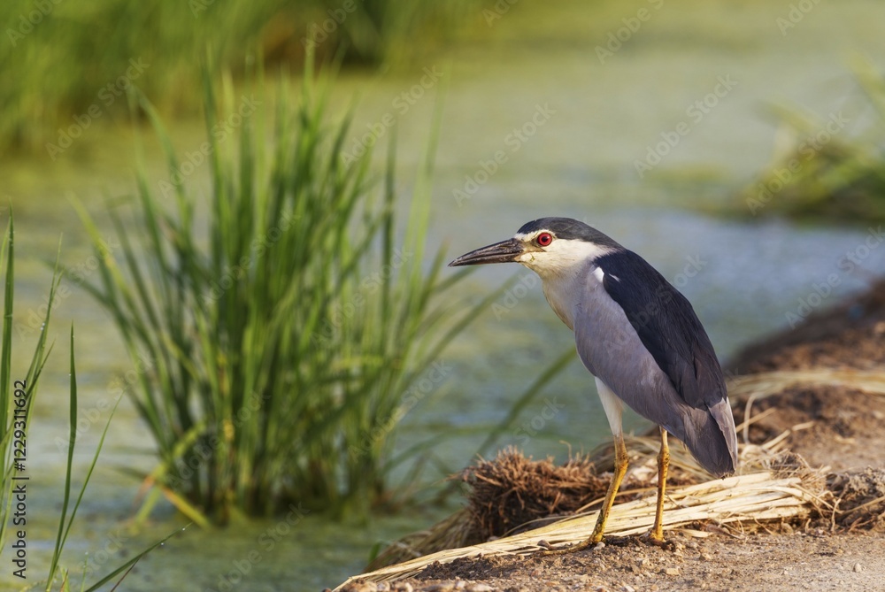 Black-crowned Night Heron (Nycticorax nycticorax), at a low bank of earth at the edge of a rice field (Oryza sativa), environs of the Ebro Delta Nature Reserve, Tarragona province, Catalonia, Spain, Europe Black-crowned Night Heron (Nycticorax nycticorax), at a low bank of earth at the edge of a rice field (Oryza sativa), environs of the Ebro Delta Nature Reserve, Tarragona province, Catalonia, Spain, Europe
